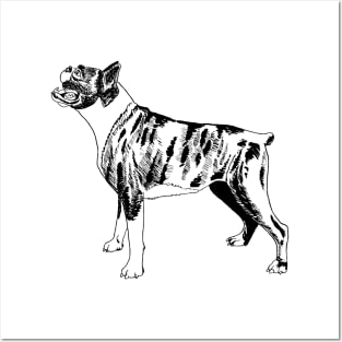 boxer dog Posters and Art